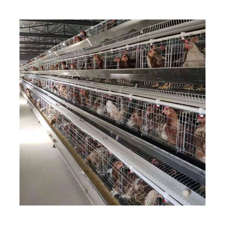 Full Designs Animal Cages Galvanized a Type Chicken Breeding Layer Farming Cage Chicken Farm Poultry Cage Feeding Chicken 5 Sets