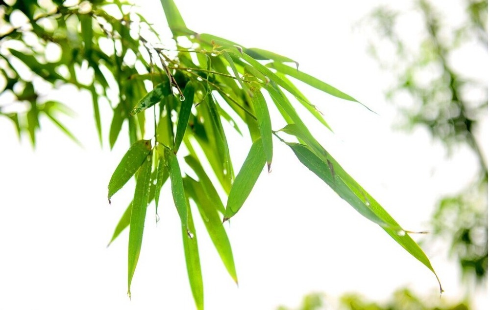 pale bamboo leaf extract silica bamboo leaf extract powder food grade bulk bamboo leaf extract