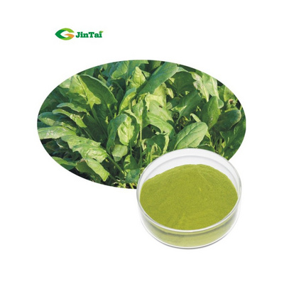 Freeze Dried Dehydrated Spinach Powder