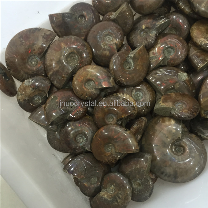 Natural Cheap Price Ammonite Fossil Stone Rainbow Ammonite Fossil for sale