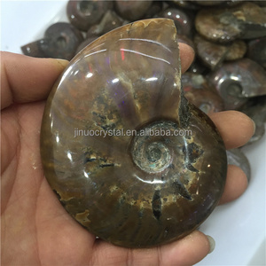 Natural Cheap Price Ammonite Fossil Stone Rainbow Ammonite Fossil for sale