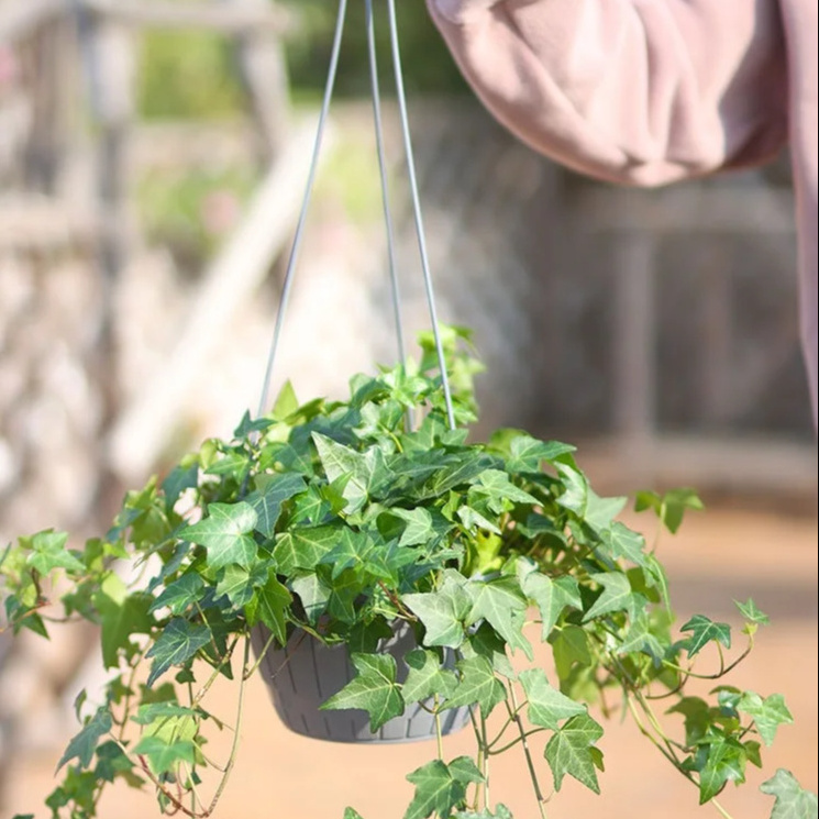 Plastic Hanging Pots Pots Hanging Planter for Plants with Attach Saucer and Plastic Hanger, Wholesale Plastic - Assorted Color