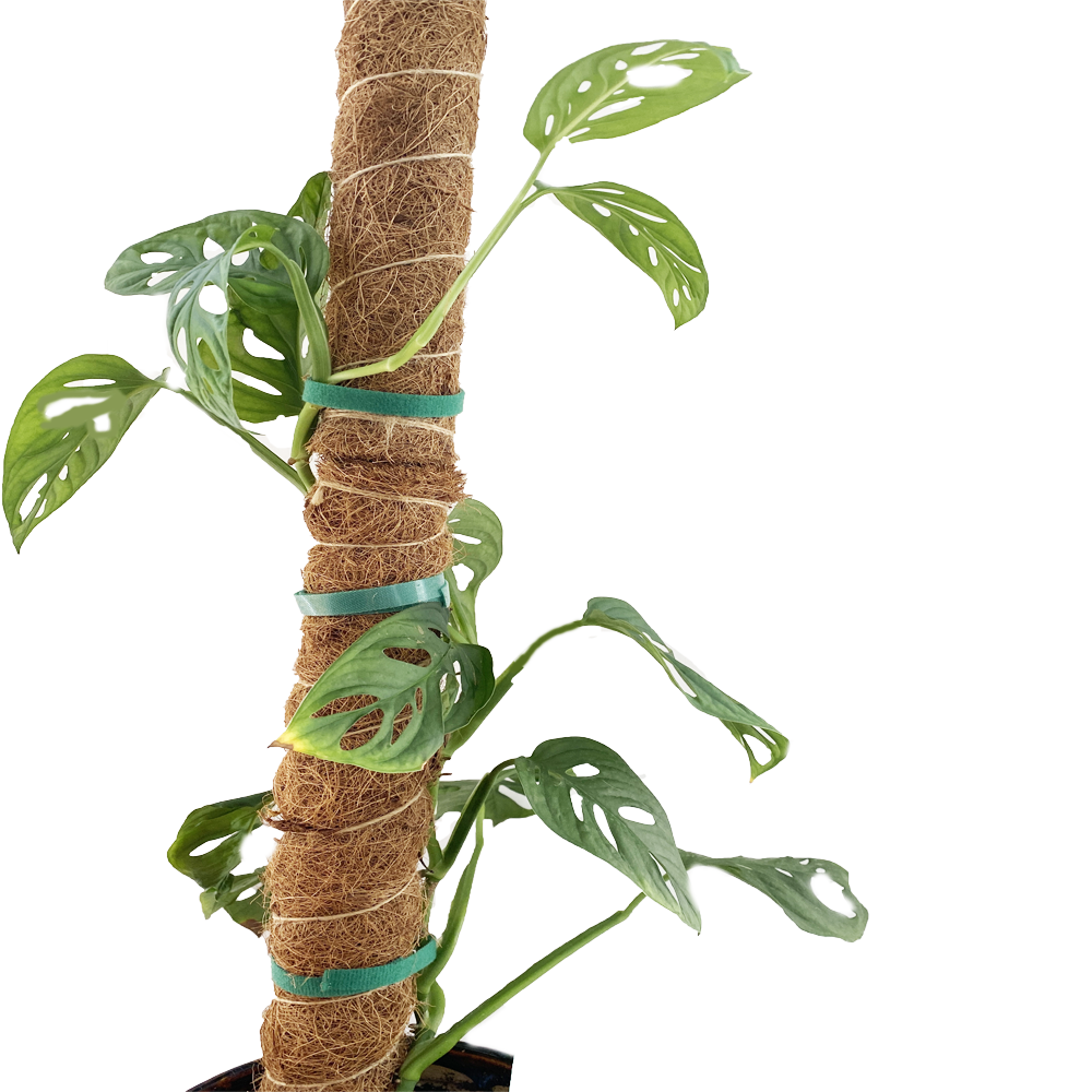 40cm coconut palm moss rod coconut fiber climbing cane stick turtle back plant growth support moss pole coir stick