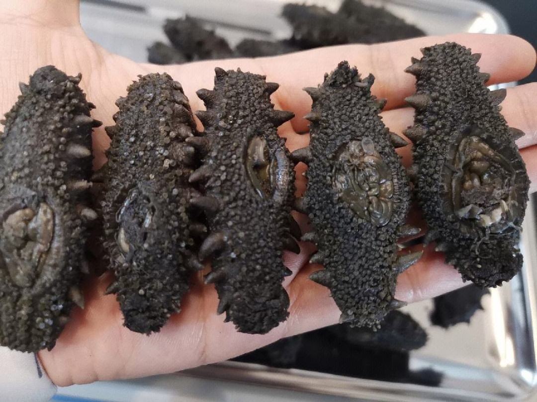 Dried Sea Cucumber Price Discount Fishery Dried Sea Cucumber For Sale