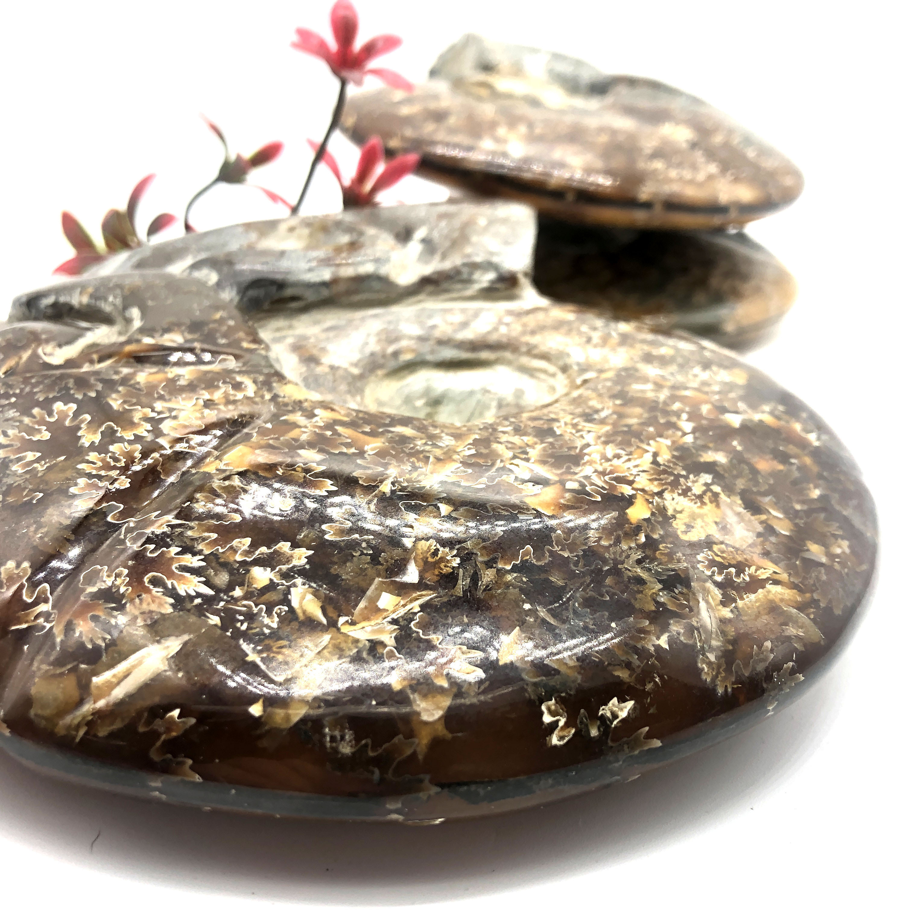 Wholesale bulk crystal healing  gemstones ammonite fossil for gift souvenir spiritual product