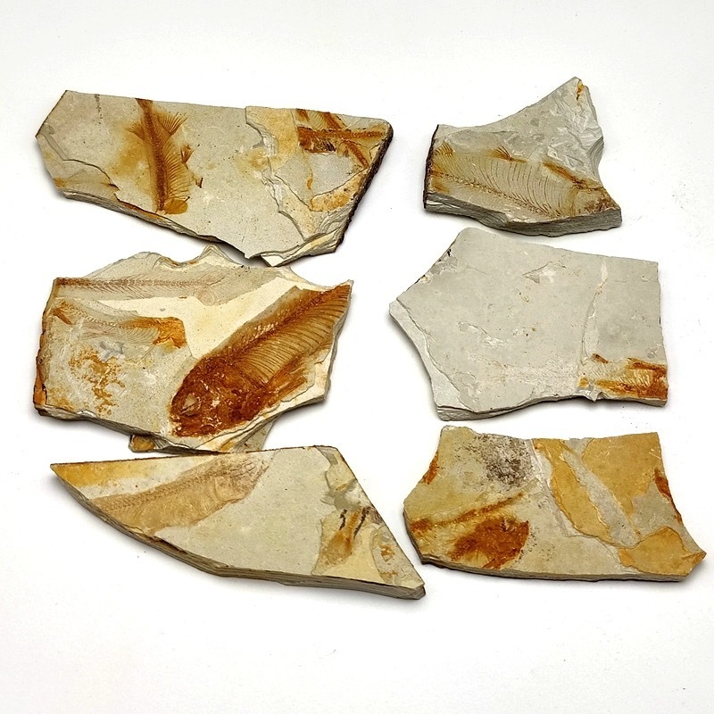 Wholesale bulk crystal stone Lycoptera fish fossil stone for collect gift souvenir