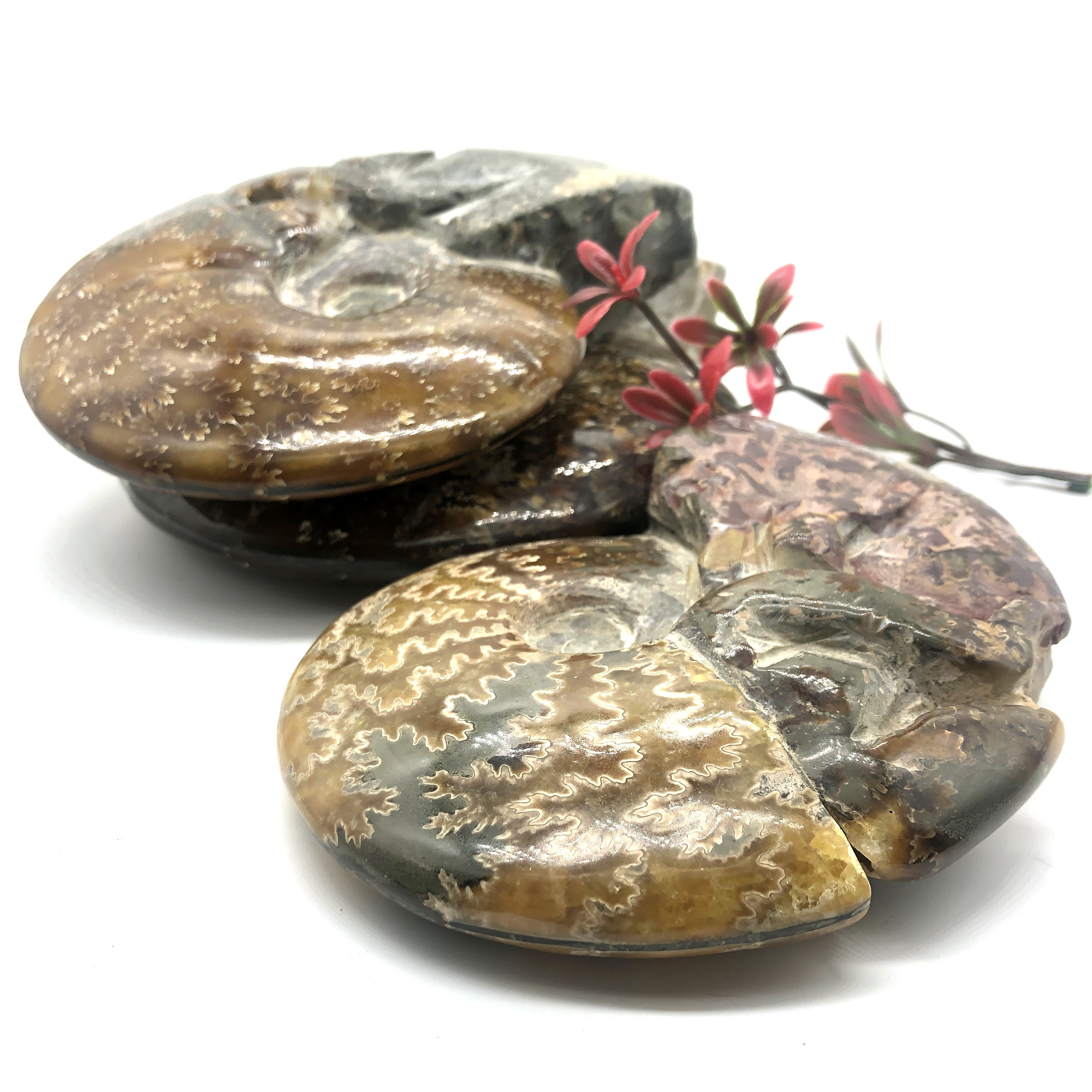 Wholesale bulk crystal healing  gemstones ammonite fossil for gift souvenir spiritual product