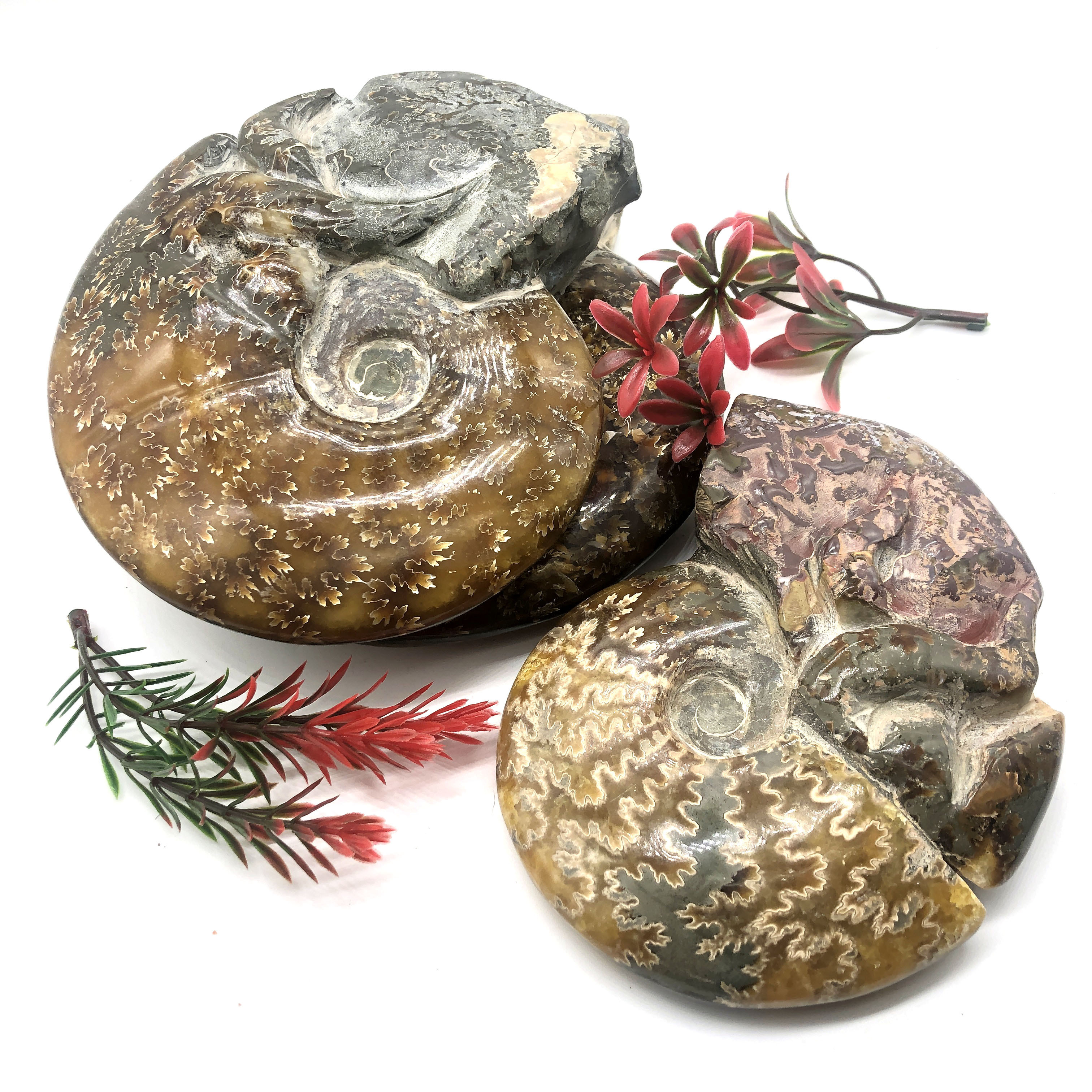 Wholesale bulk crystal healing  gemstones ammonite fossil for gift souvenir spiritual product