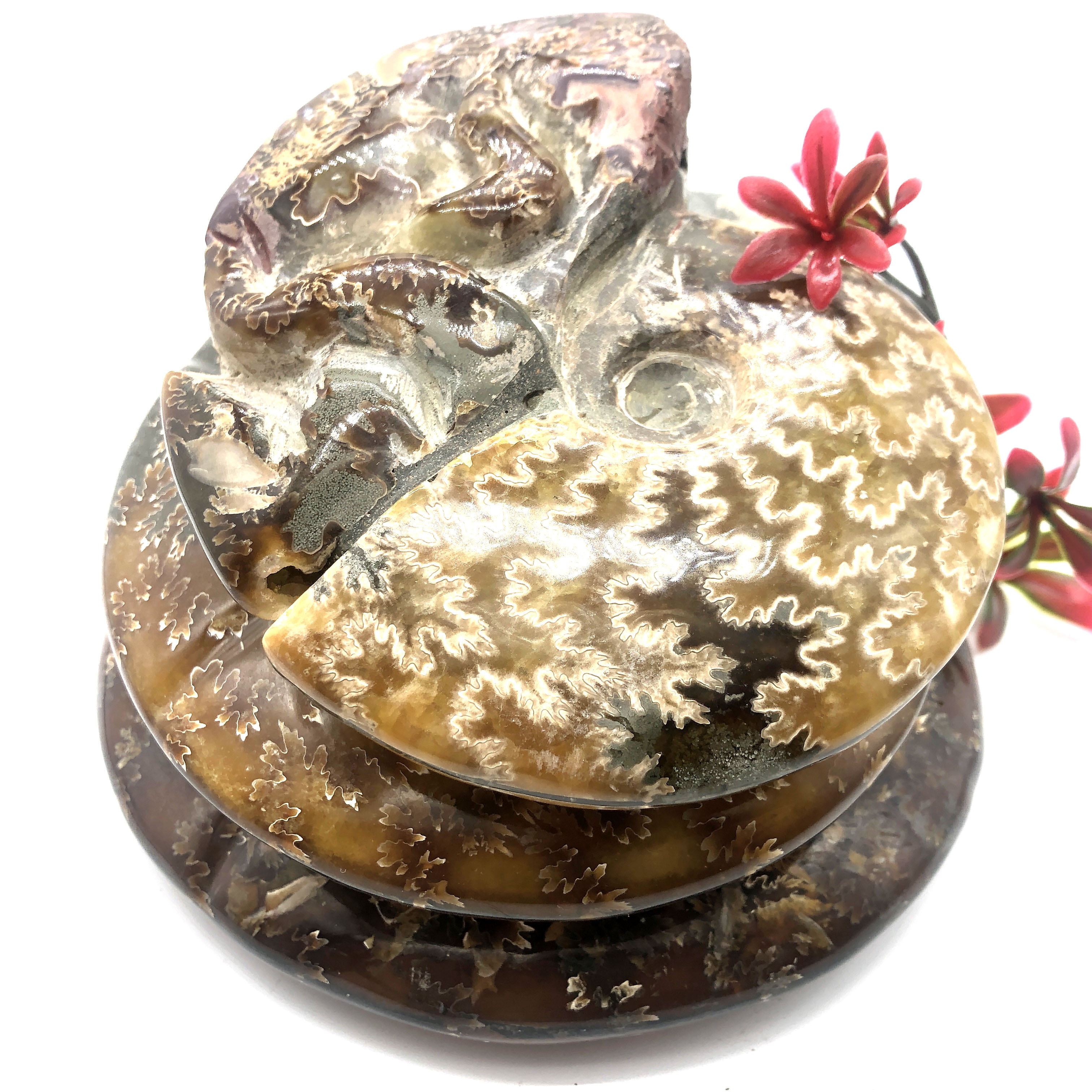 Wholesale bulk crystal healing  gemstones ammonite fossil for gift souvenir spiritual product