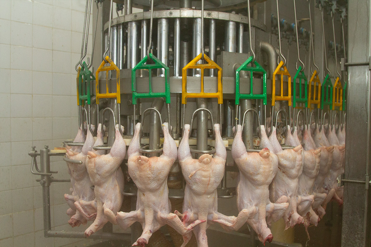 Indonesia Halal Chicken Killing Machine Poultry Turkey Broiler Slaughter Equipment Cutting Machine To Sell