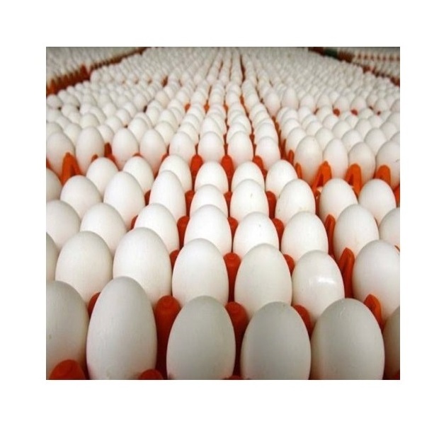 Buy Farm Fresh Fertile White Fresh Chicken Table Eggs/ Ostrich Eggs/Chicks/ For Sale