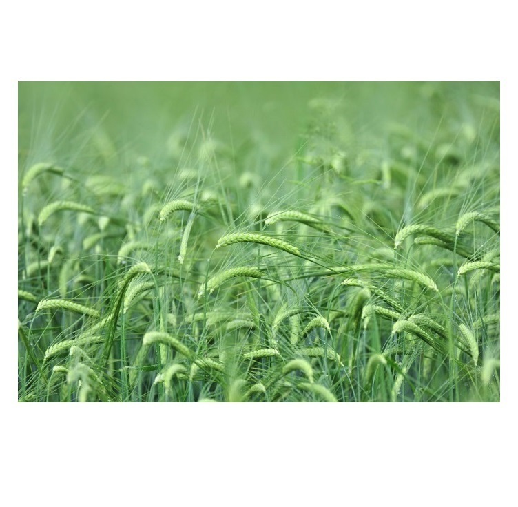 Barley Grains Premium Barley Seeds/Animal feed barley/bulk barley grains Malted Barley Malt grain