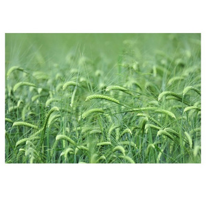 Barley Grains Premium Barley Seeds/Animal feed barley/bulk barley grains Malted Barley Malt grain