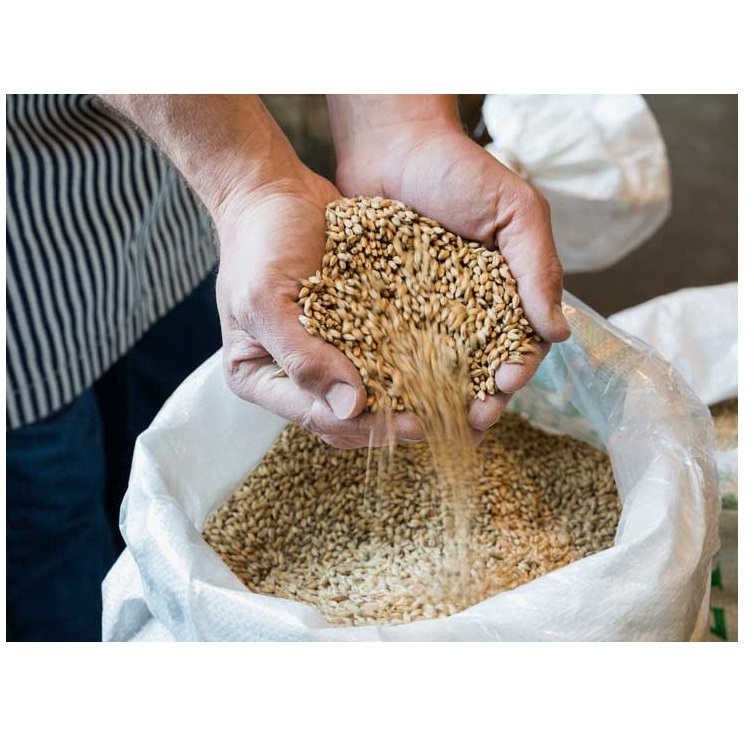 Barley Grains Premium Barley Seeds/Animal feed barley/bulk barley grains Malted Barley Malt grain