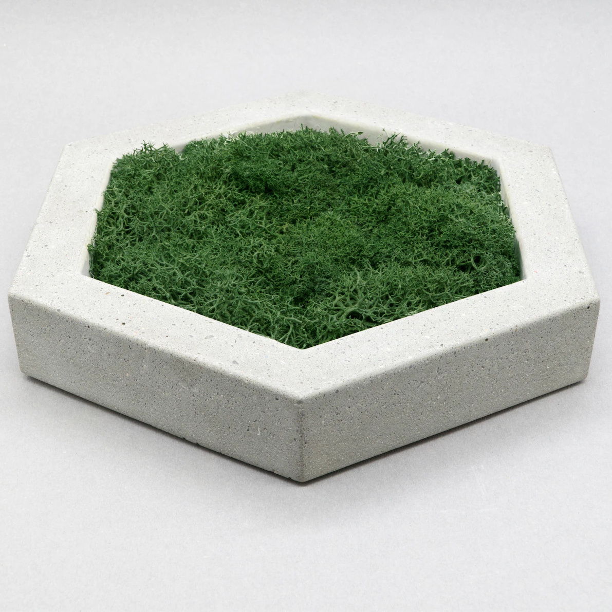 Concrete Pot Planter with Scandinavian Reindeer Moss Modern Home Decor Wall decor  Plants   Planter