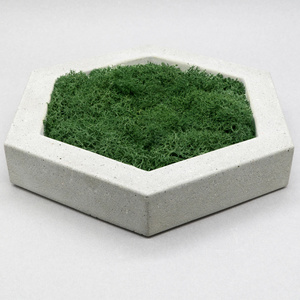 Concrete Pot Planter with Scandinavian Reindeer Moss Modern Home Decor Wall decor  Plants   Planter