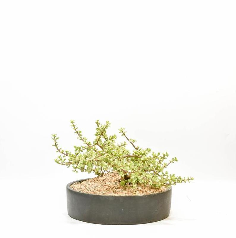 Handmade Round Concrete Centerpiece Pot, Concrete Bowl, Home Decor