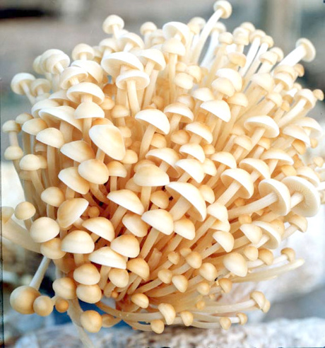 Top Quality Low Price Needle Enoki Mushroom Extract Flammulina Velutiper Extract