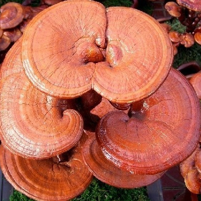 Ganoderma Lucidum Triterpene Organic Reshi Polysaccharides Botanical Extract