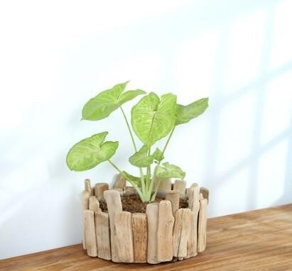 New Natural driftwood basket ,wood fruit basket