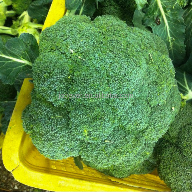 Frozen Broccoli Florets Premium Quality Frozen Vegetables