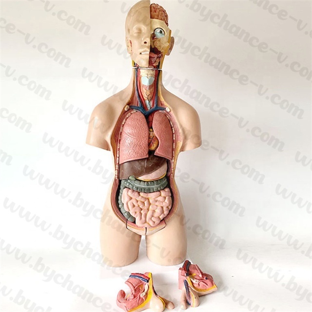 Factory direct Human Torso Body Anatomy Model set Medical School Educational Learning Resources supplies 22inch