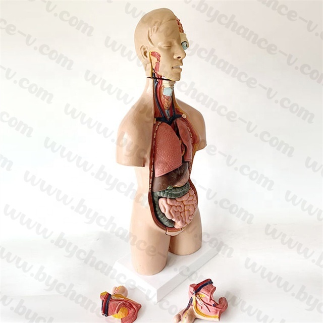 Factory direct Human Torso Body Anatomy Model set Medical School Educational Learning Resources supplies 22inch