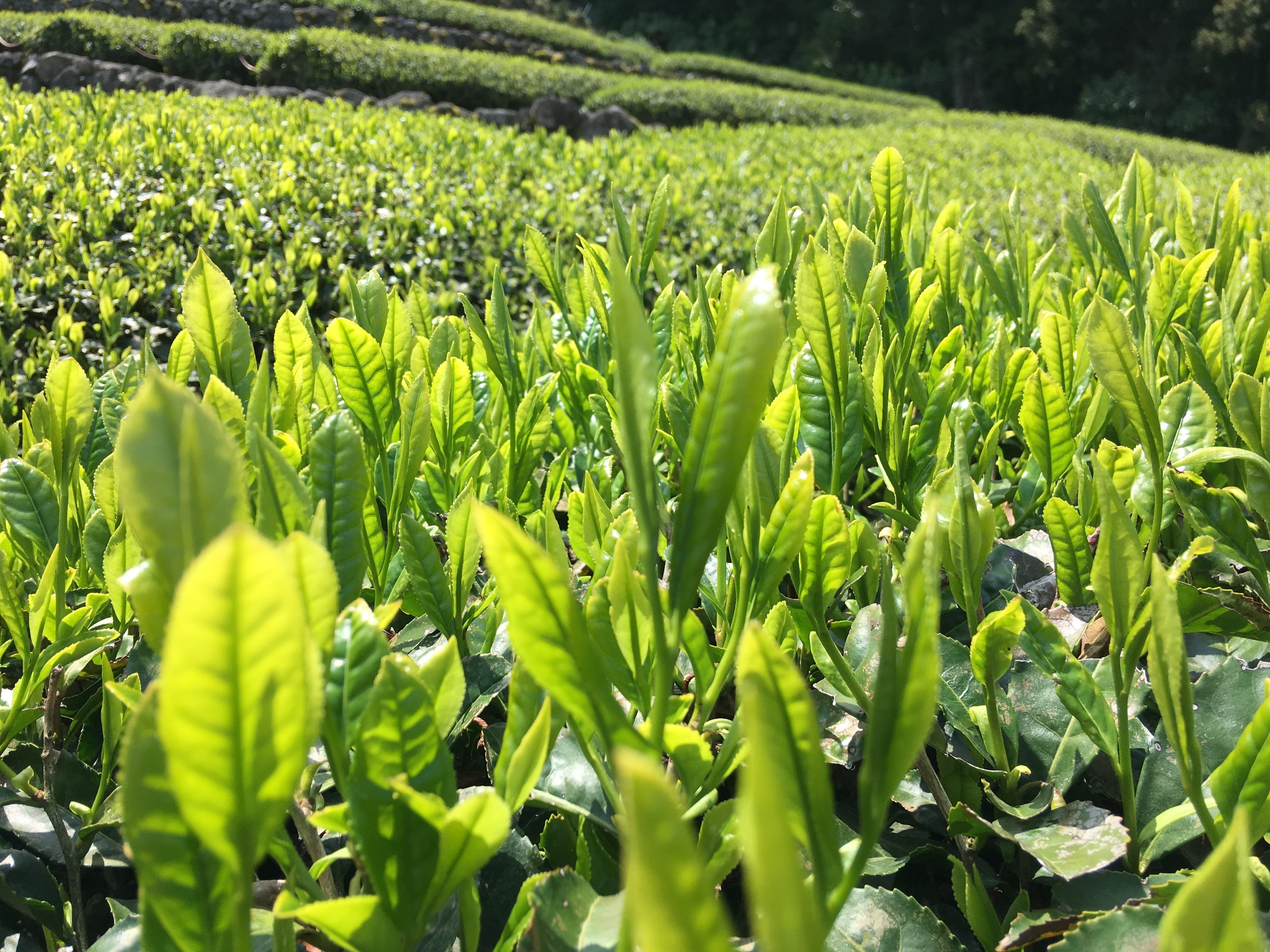 Curled aromatic dried pan flavorful high quality blends loose tea leaf