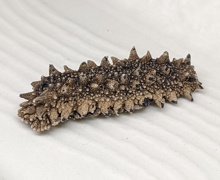 Highest Quality Product Hokkaido Nutritious Sea Cucumber Price for Dried