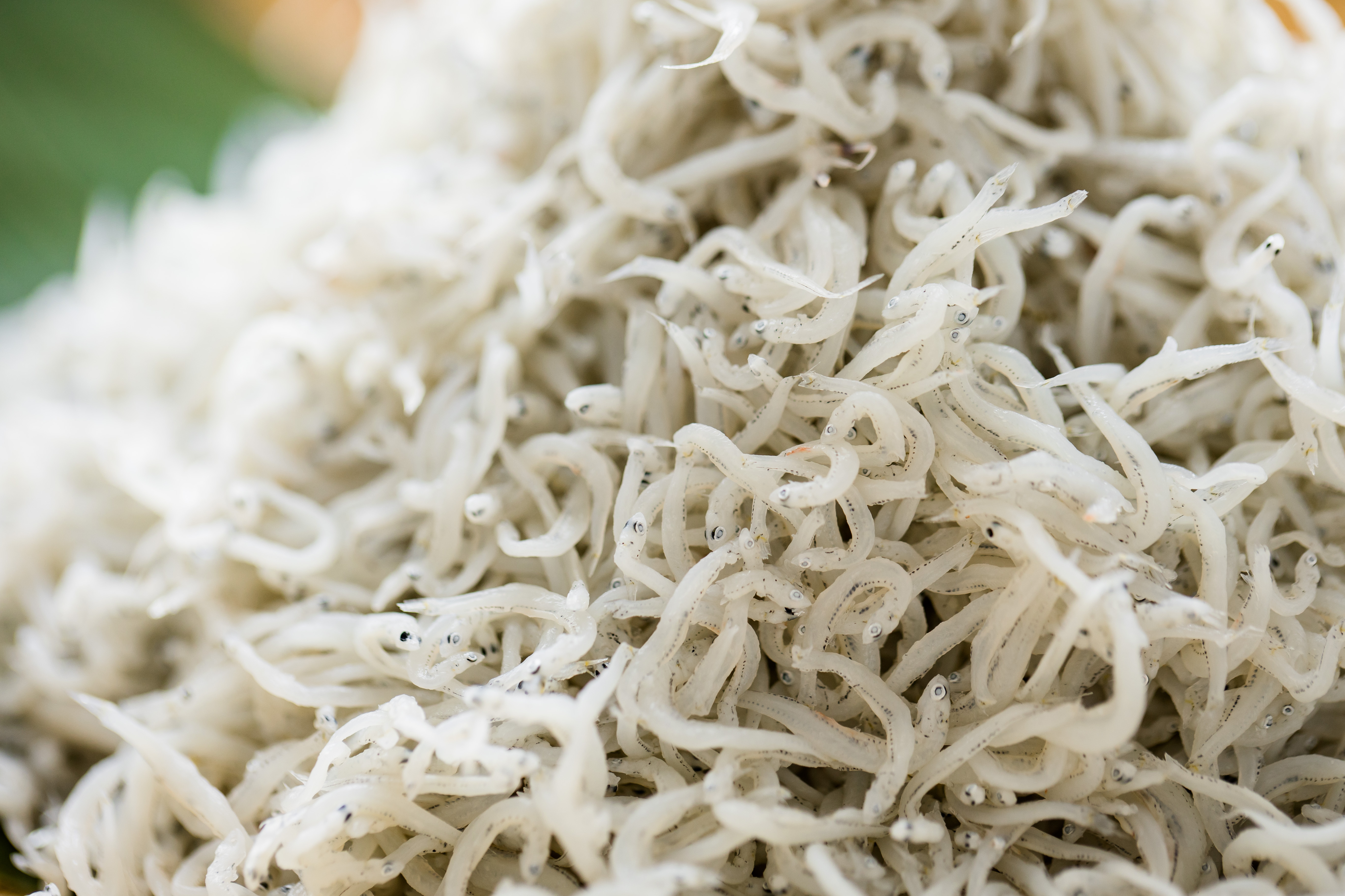 Quality Dried Whitebait Best Japanese Snacks Buy Food Raw White Fish