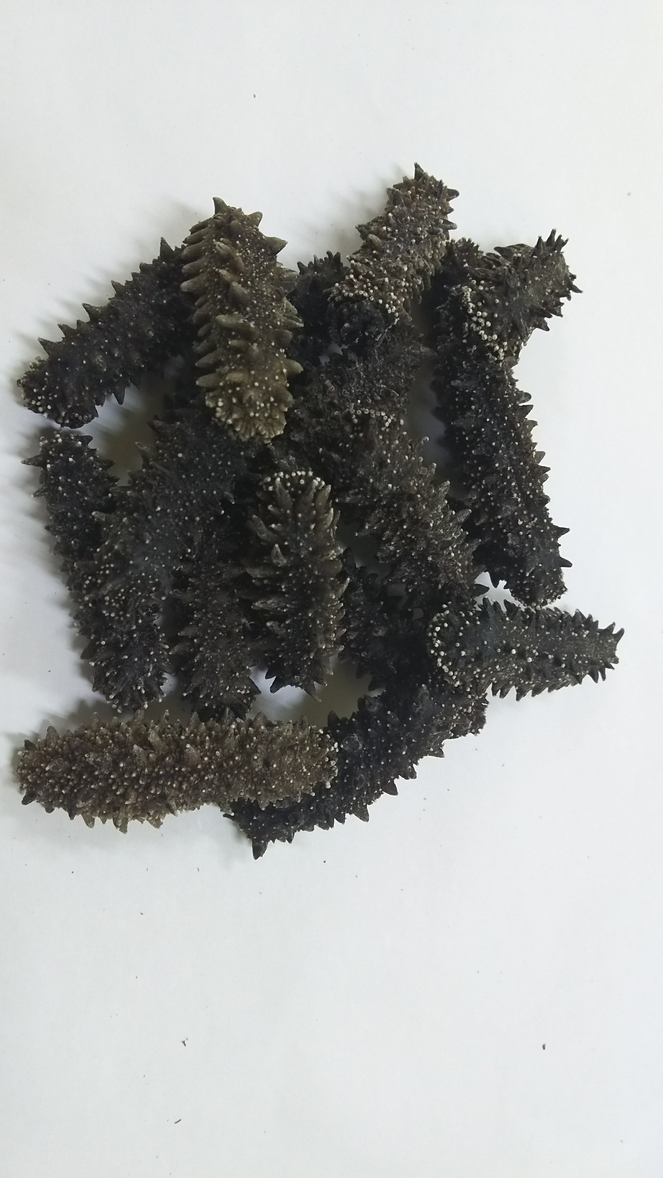 Japanese bulk price seafood products wholesale sea cucumber dried