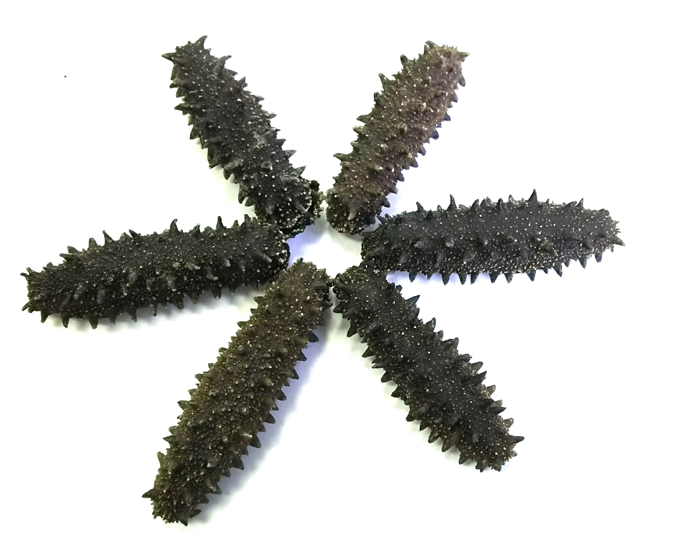 Japanese bulk price seafood products wholesale sea cucumber dried