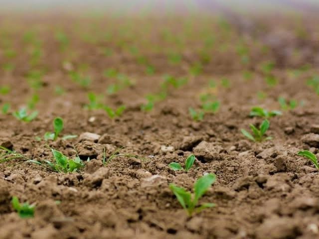 Fertilizer Soil Conditioners To Improve The Quality Of Crops