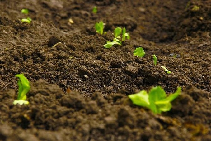 Fertilizer Soil Conditioners To Improve The Quality Of Crops