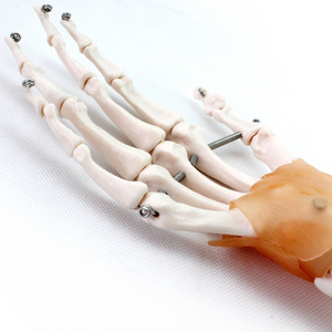 3D Models Life-Size Hand Functionality Ligaments Hand Joint