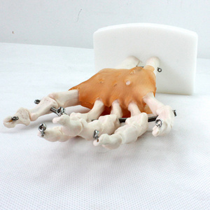 Human Teaching Skeleton Model Spinal Column Model Hand Joint with Natural size of pvc