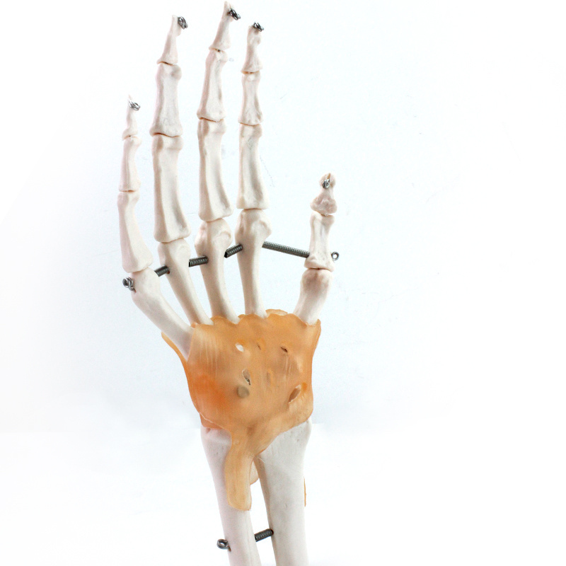 Human Teaching Skeleton Model Spinal Column Model Hand Joint with Natural size of pvc