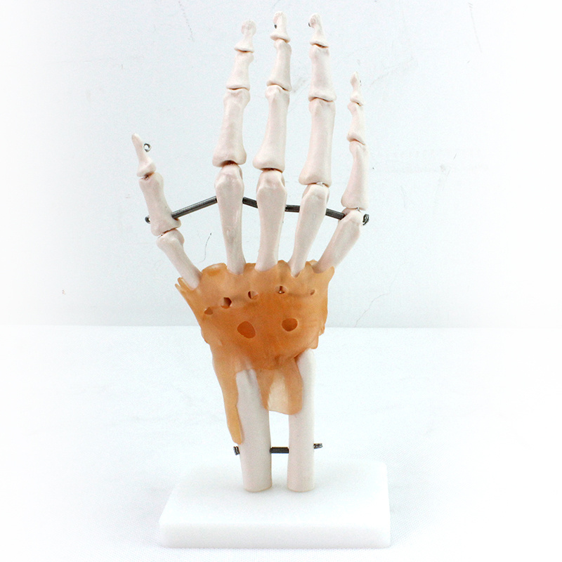 Human Teaching Skeleton Model Spinal Column Model Hand Joint with Natural size of pvc