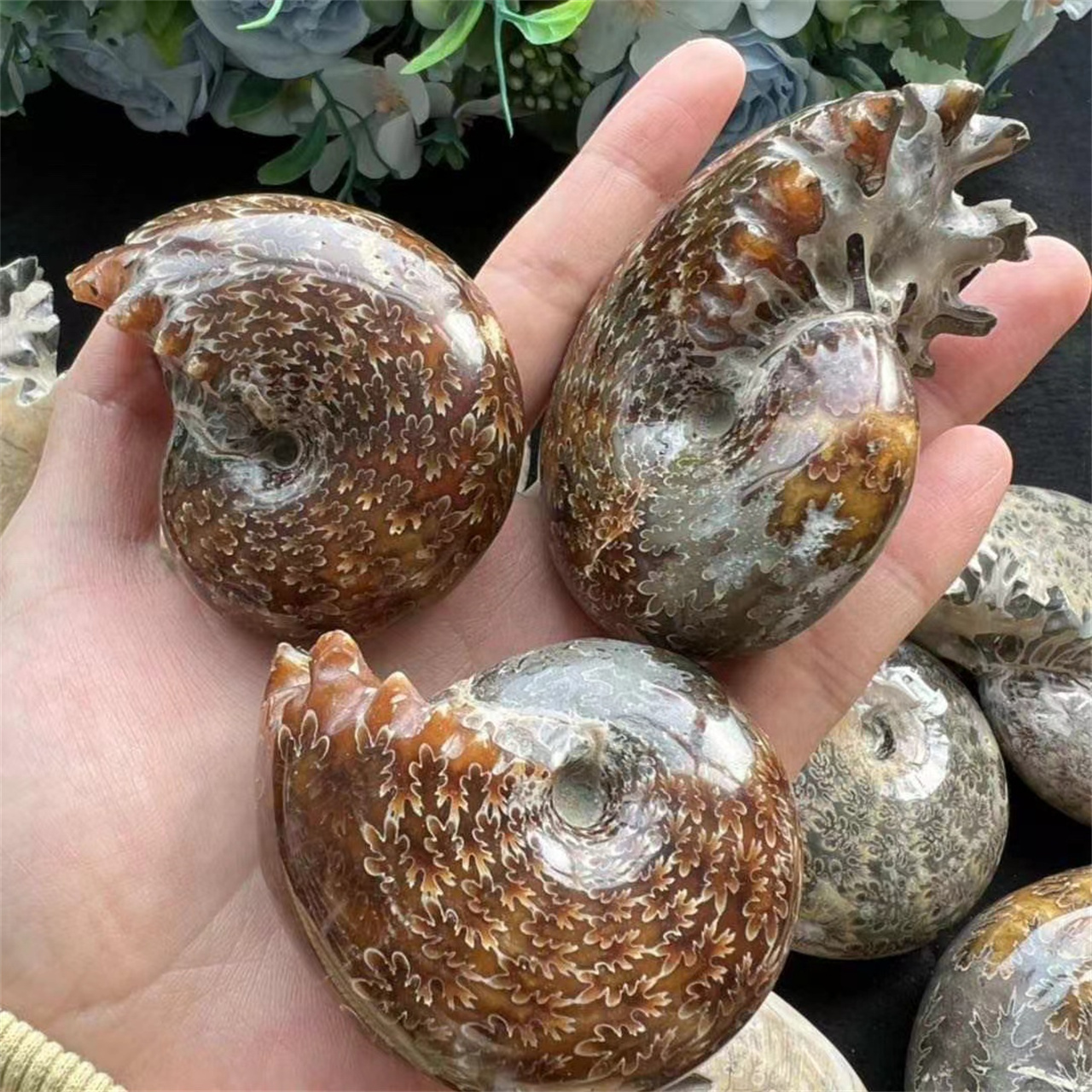 Natural Crystal Ammonite Spotted New Whelk Chrysanthemum Healing Stones Fossils Ammonite