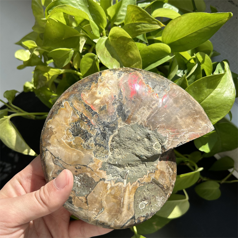 Wholesale natural raw Conch fossils ammonite fossils stone slice  for decoration