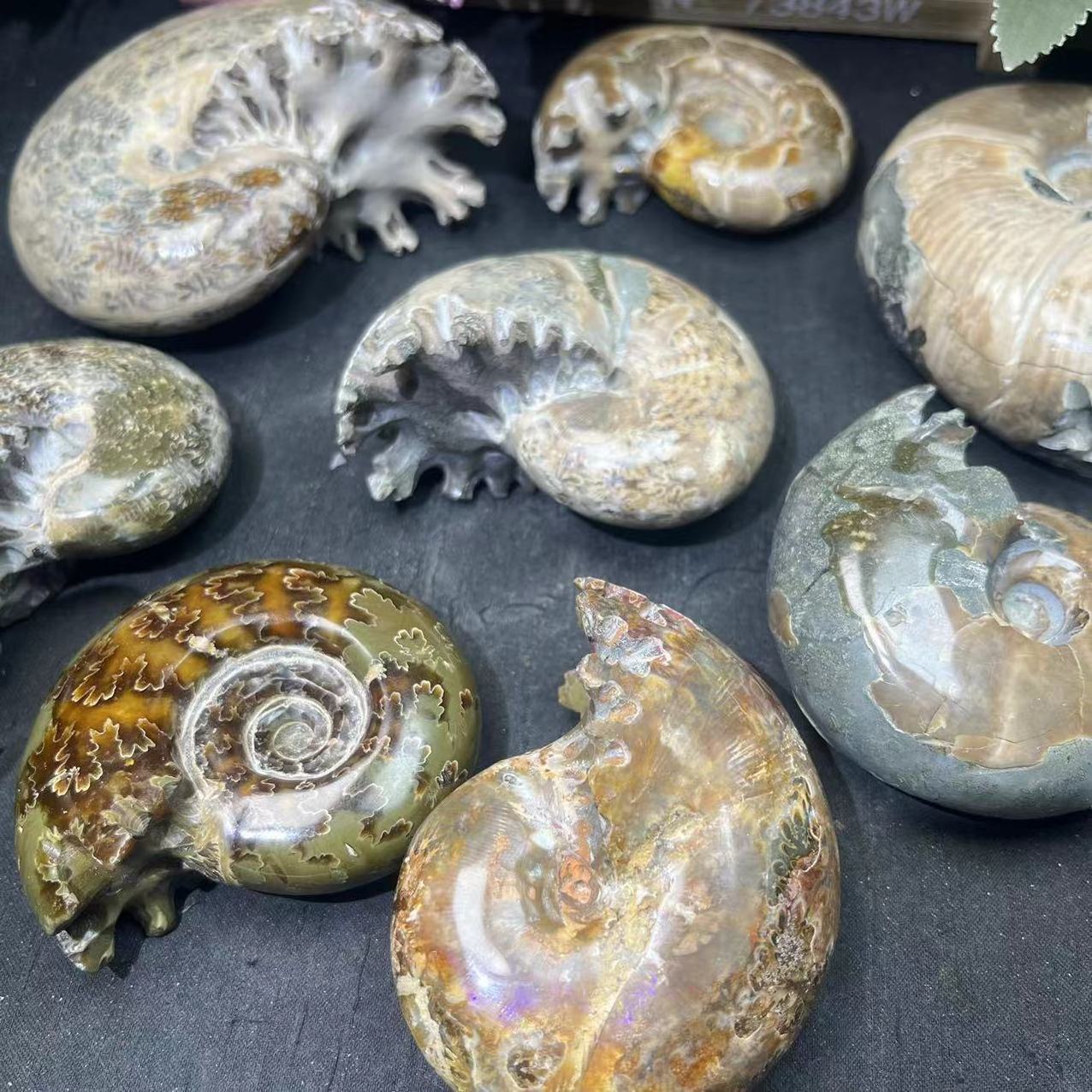 Wholesale Natural High Quality Polished Nautilus Conch Ammonite Stone For Home Decoration