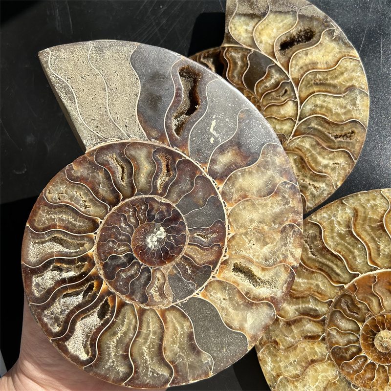 Wholesale natural raw Conch fossils ammonite fossils stone slice  for decoration