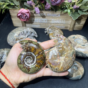 Wholesale Natural High Quality Polished Nautilus Conch Ammonite Stone For Home Decoration