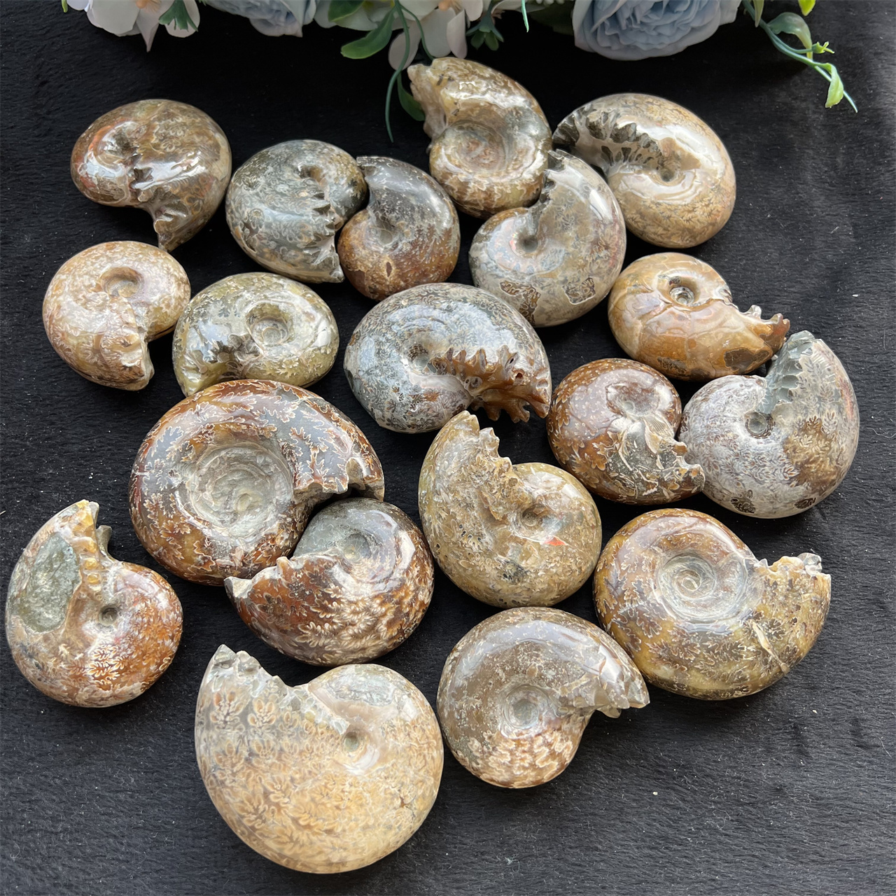 Natural Crystal Ammonite Spotted New Whelk Chrysanthemum Healing Stones Fossils Ammonite