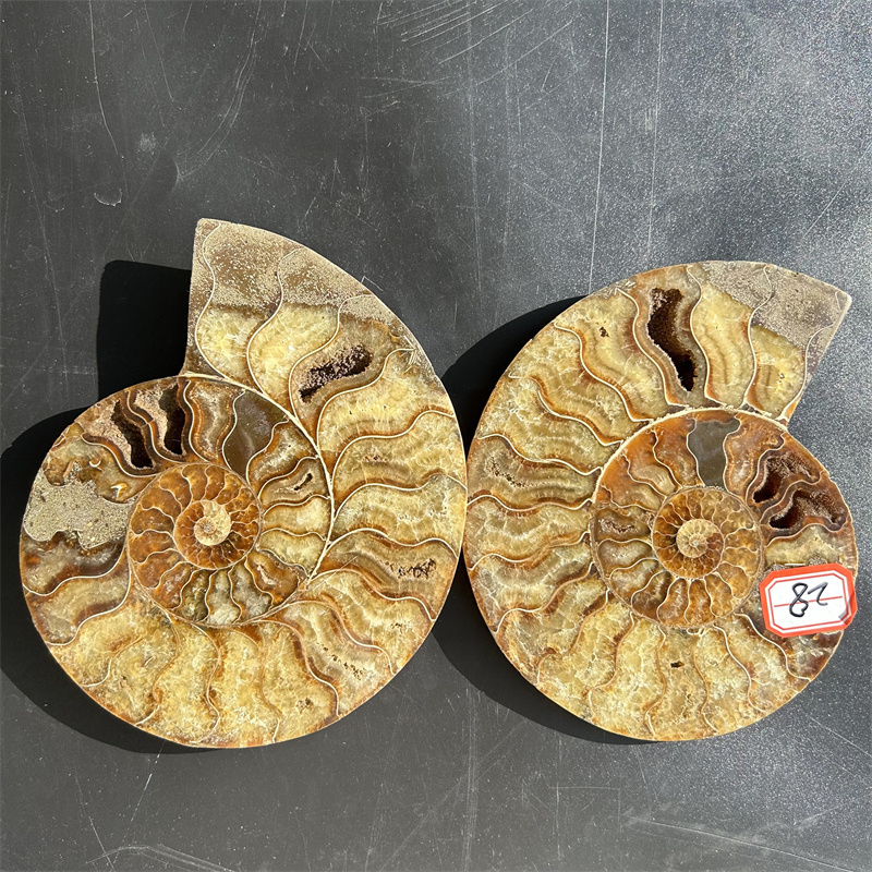 Wholesale natural raw Conch fossils ammonite fossils stone slice  for decoration