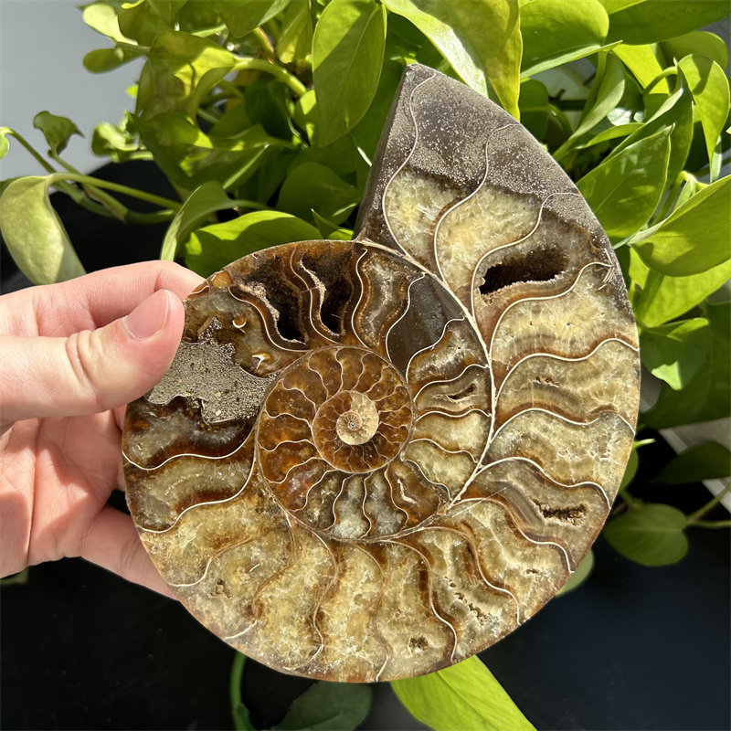 Wholesale natural raw Conch fossils ammonite fossils stone slice  for decoration