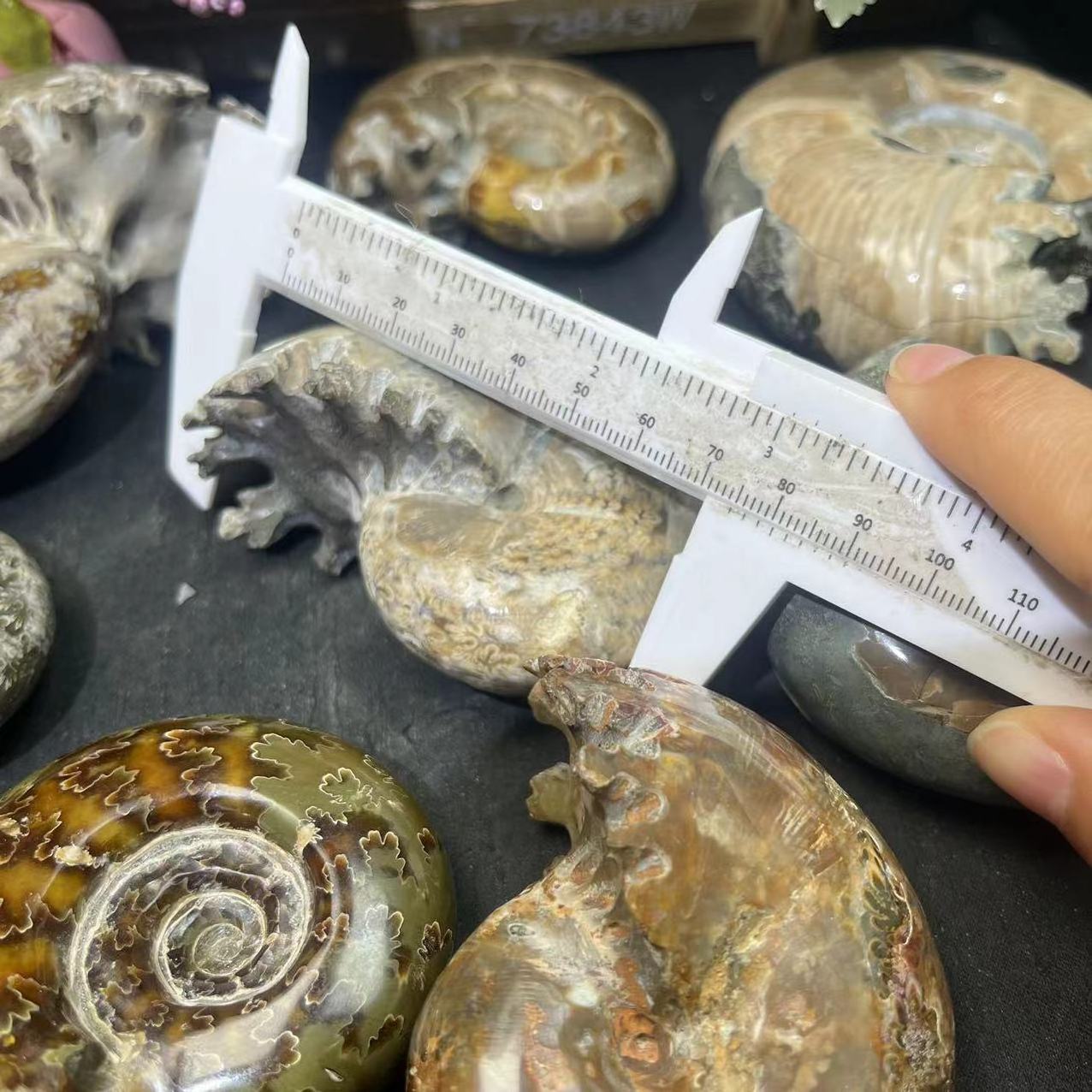 Wholesale Natural High Quality Polished Nautilus Conch Ammonite Stone For Home Decoration