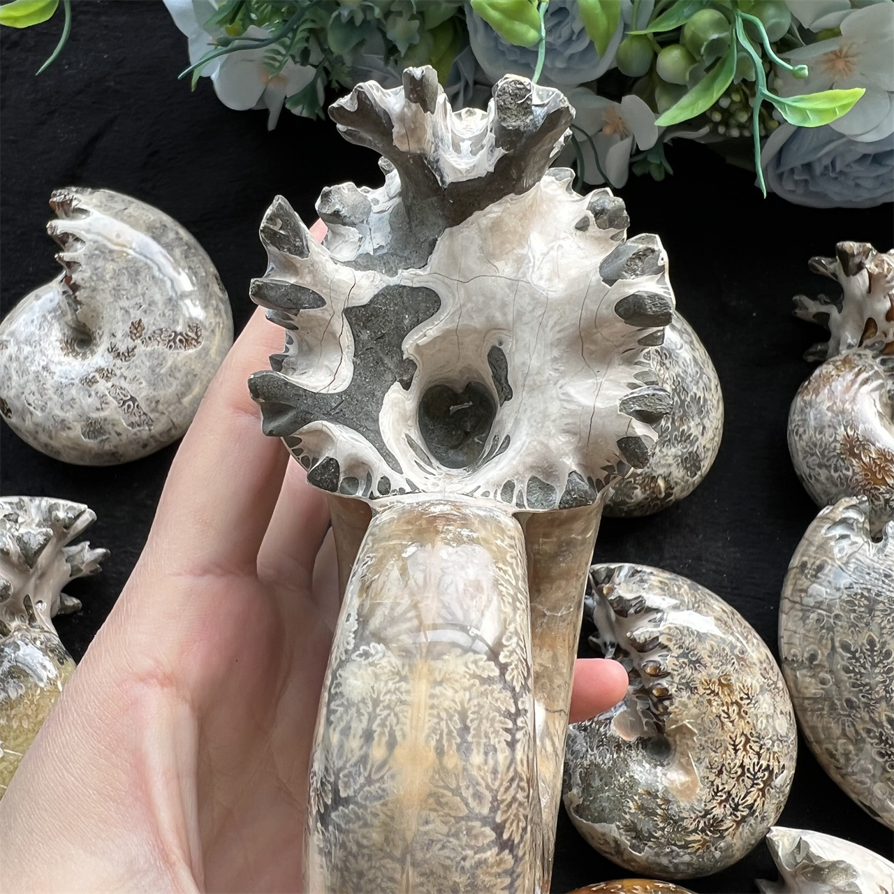 Natural Crystal Ammonite Spotted New Whelk Chrysanthemum Healing Stones Fossils Ammonite