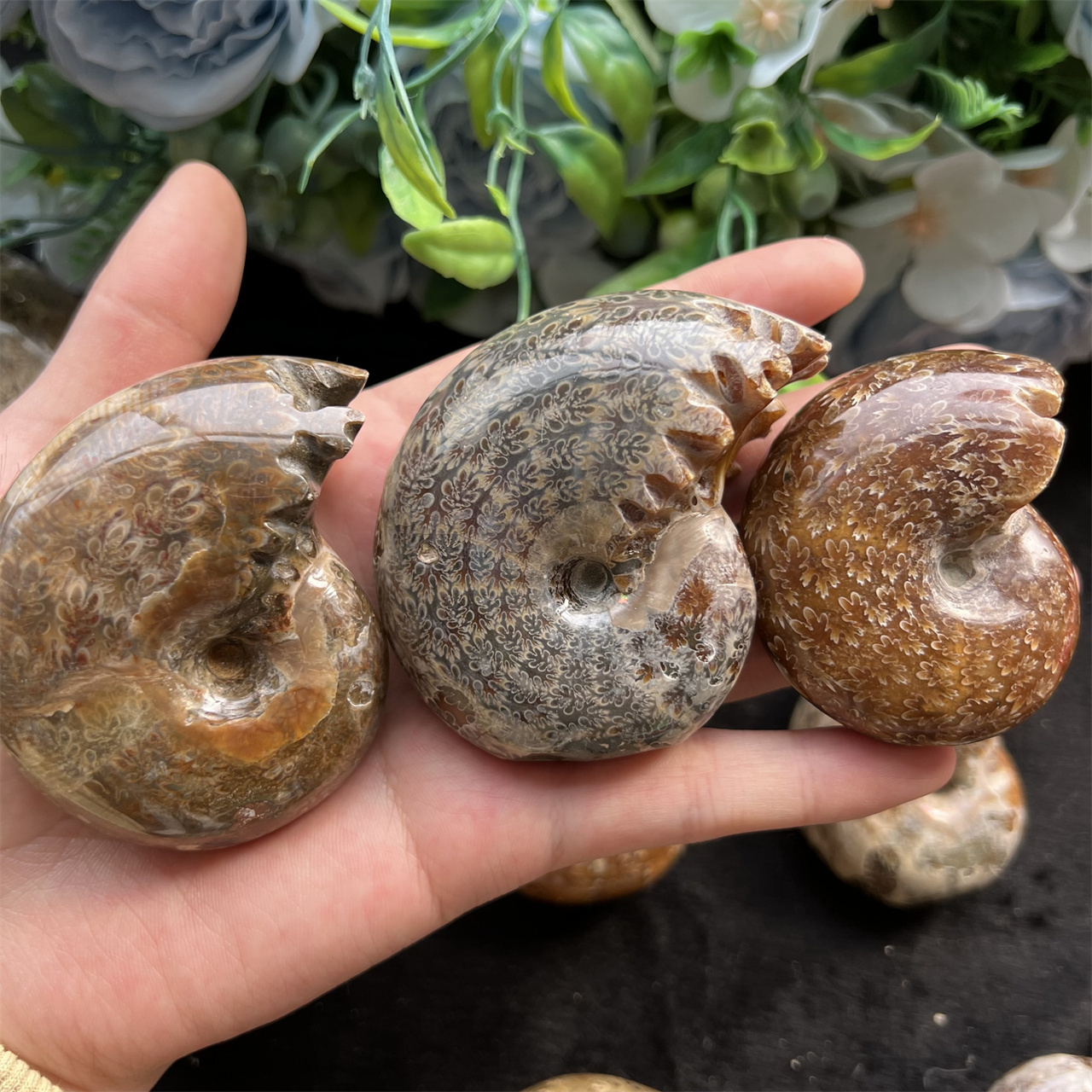 Natural Crystal Ammonite Spotted New Whelk Chrysanthemum Healing Stones Fossils Ammonite