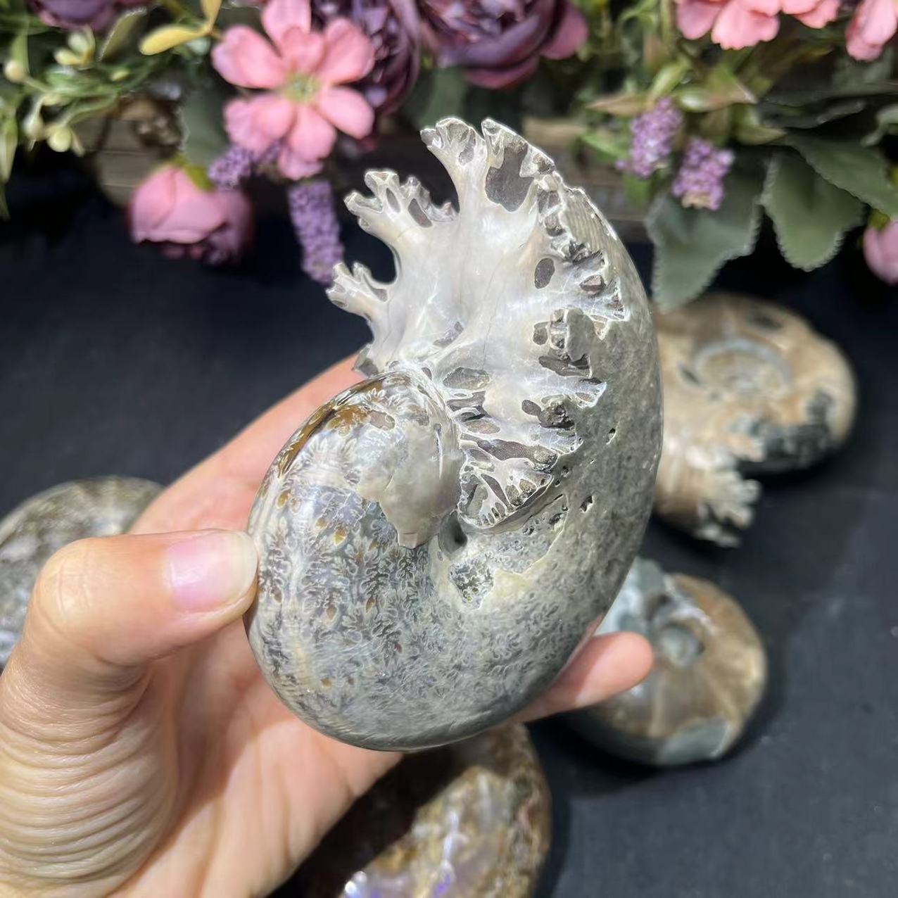 Wholesale Natural High Quality Polished Nautilus Conch Ammonite Stone For Home Decoration